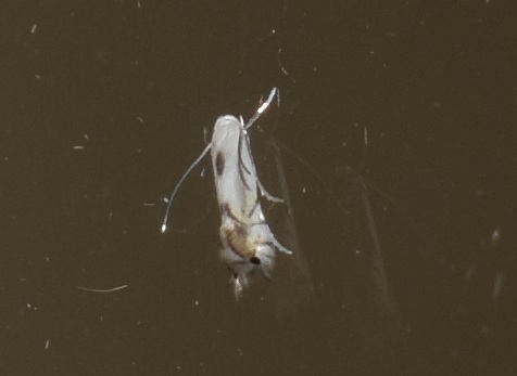 Phyllocnistis labyrinthella (Gracillariidae)?